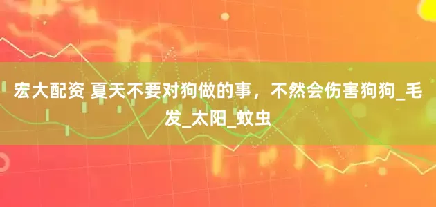 宏大配资 夏天不要对狗做的事，不然会伤害狗狗_毛发_太阳_蚊虫